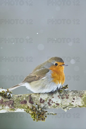 European robin (Erithacus rubecula) sitting on a branch