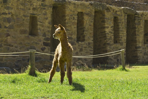 Young alpaca (Vicugna pacos) in front of the Inca ruins