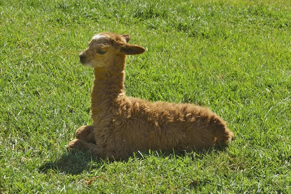 Young alpaca (Vicugna pacos) lying in the grass