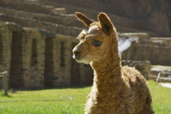 Young alpaca (Vicugna pacos) in front of the Inca ruins