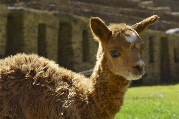 Young alpaca (Vicugna pacos) in front of the Inca ruins