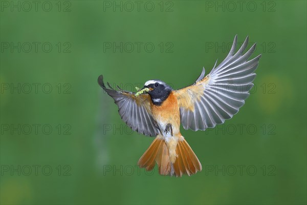 Common redstart (Phoenicurus phoenicurus) male with food in flight
