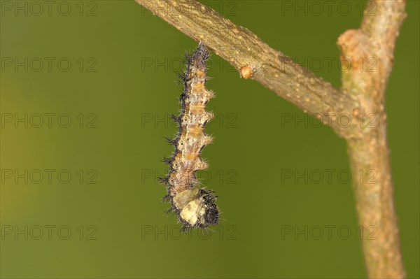 Caterpillar