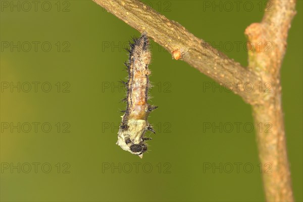 Caterpillar