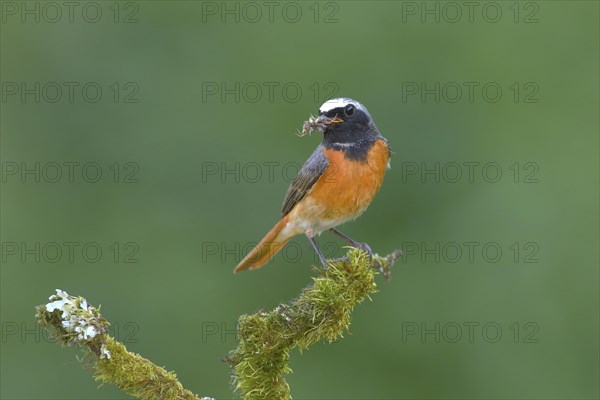 Common redstart (Phoenicurus phoenicurus)