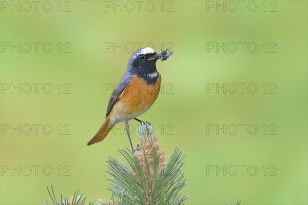 Common redstart (Phoenicurus phoenicurus)