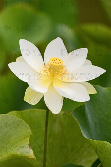 Lotus (Nelumbo) lotus flower