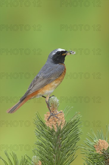 Common redstart (Phoenicurus phoenicurus)