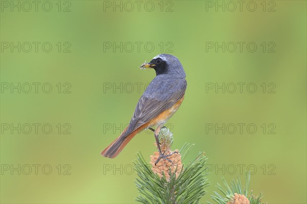 Common redstart (Phoenicurus phoenicurus)