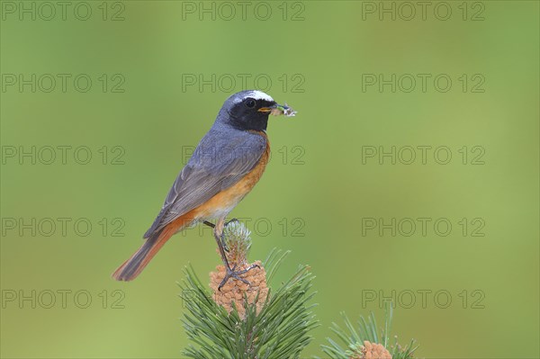 Common redstart (Phoenicurus phoenicurus)