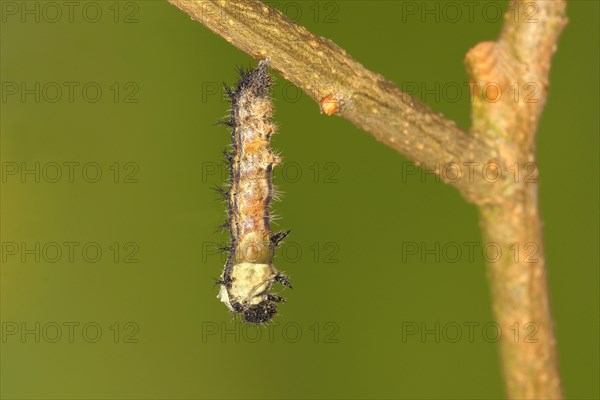 Caterpillar