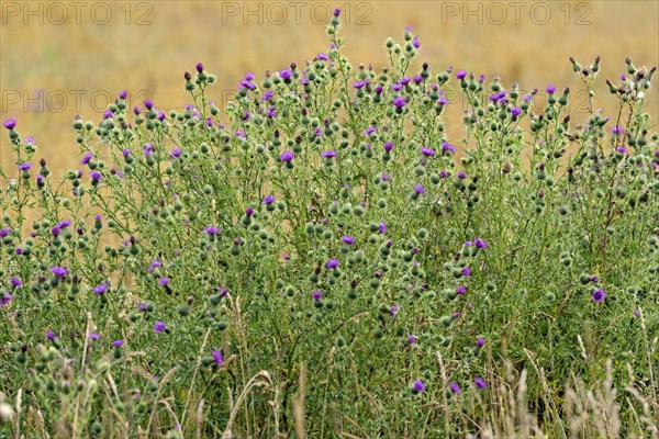 Spear Thistle (Cirsium vulgare)