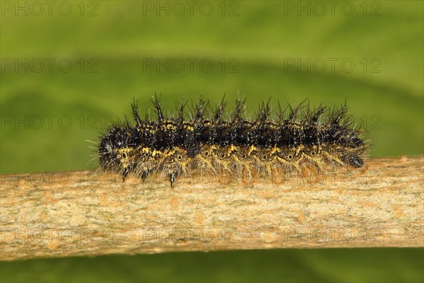 European peacock (Inachis io)