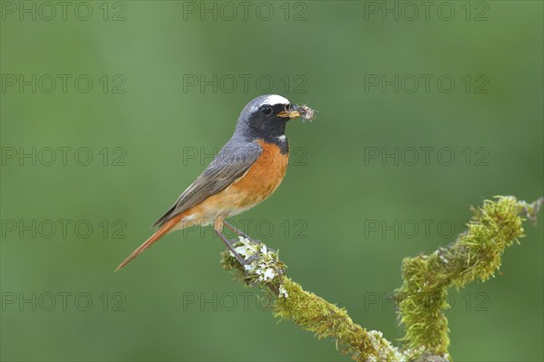 Common redstart (Phoenicurus phoenicurus)