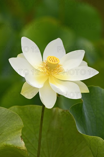 Lotus (Nelumbo) lotus flower