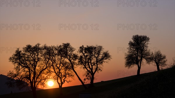 Trees in the sunset