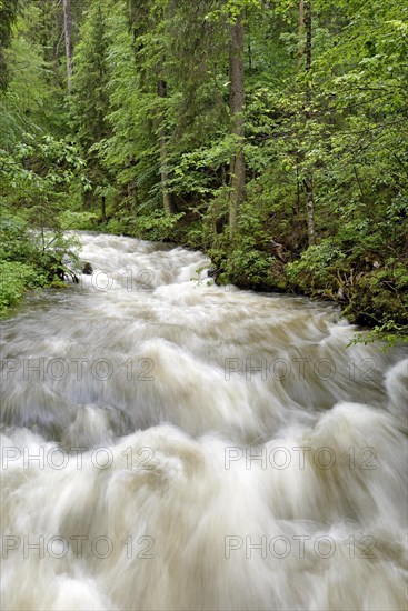 Schwarzwasserbach