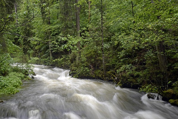 Schwarzwasserbach