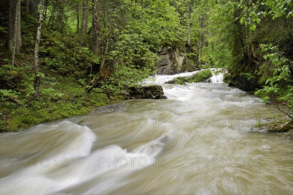 Schwarzwasserbach