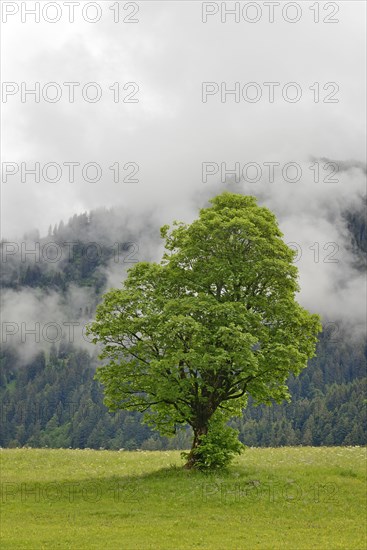 Sycamore maple (Acer pseudoplatanus)