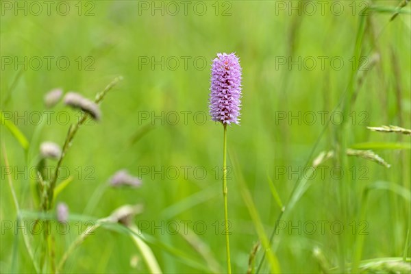 Meadow bistort (Bistorta officinalis)