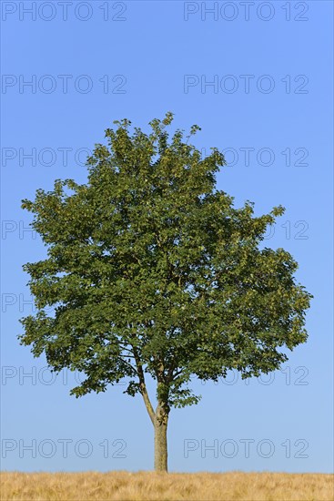 Deciduous tree