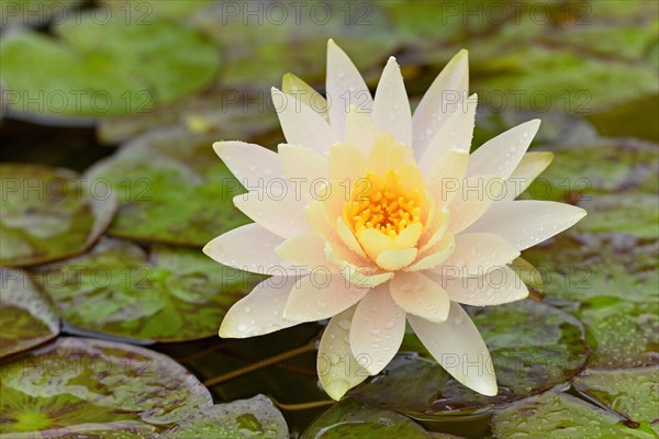 Water lily (Nymphaea)