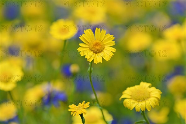 Flowering strips