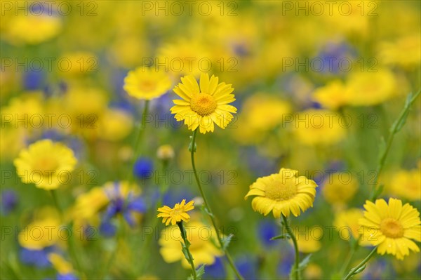 Flowering strips