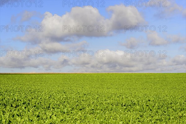 Field with sugar beets (Beta vulgaris var. altissima)