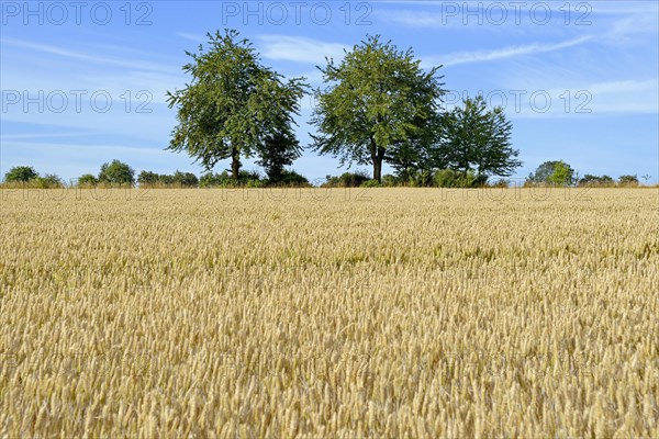 Grain field