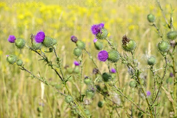 Spear Thistle (Cirsium vulgare)