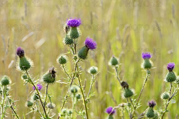 Spear Thistle (Cirsium vulgare)