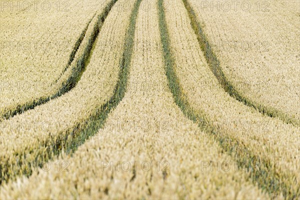 Grain field with tractor tracks