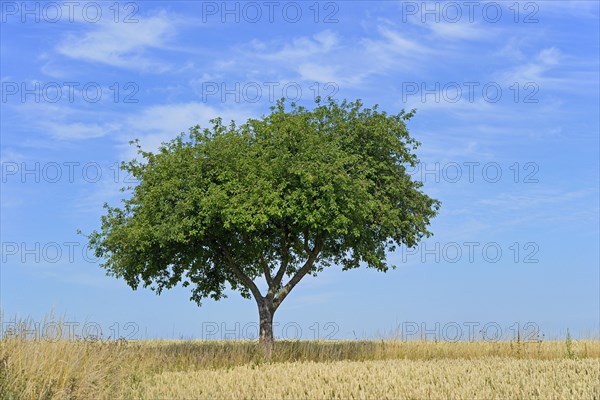 Apple tree (Malus)