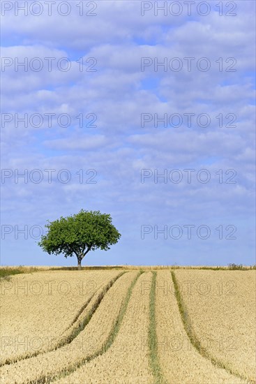 Apple tree (Malus)