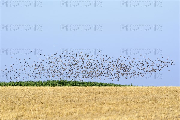 Starlings (Sturnus vulgaris)