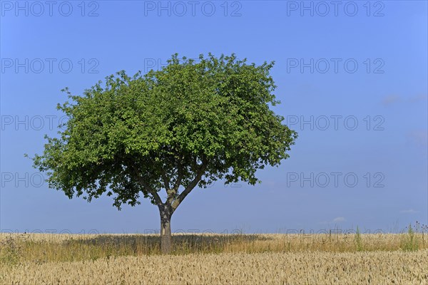 Apple tree (Malus)