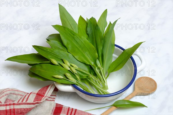 Wild garlic