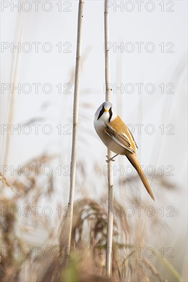 Bearded reedling (Panurus biarmicus)