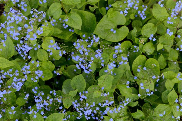 Flowering Caucasian forget-me-not (Brunnera macrophylla)