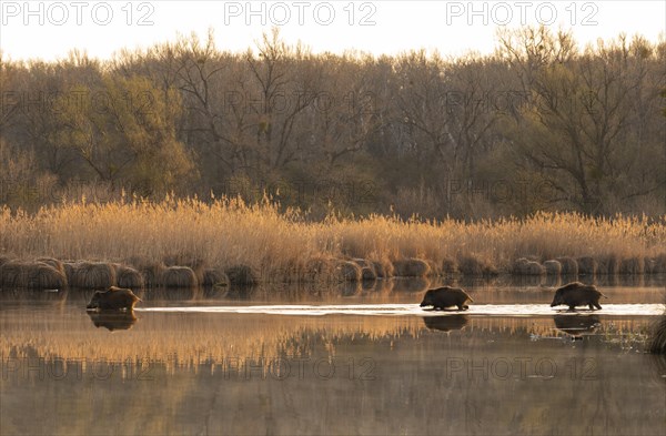 Wild boars (Sus scrofa)