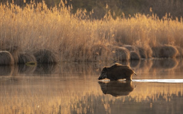 Wild boar (Sus scrofa)