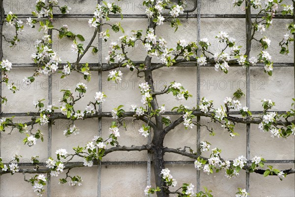 Trellis tree on house wall