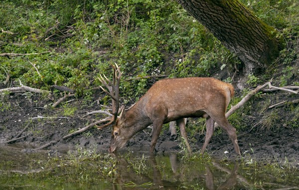 Red deer (Cervus elaphus)