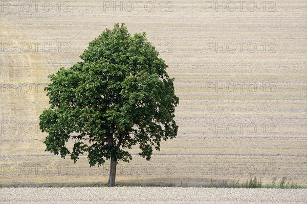 Deciduous tree