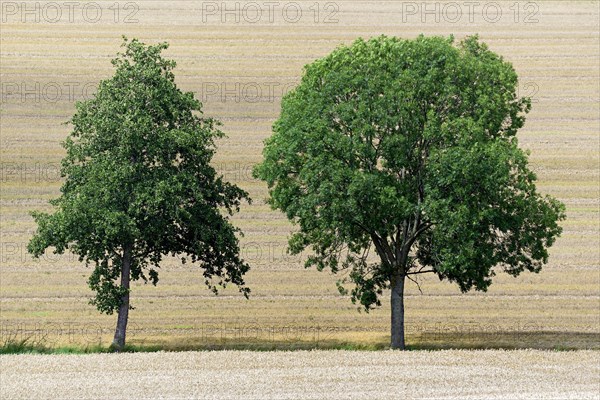 Deciduous trees at a grain field ready for harvest