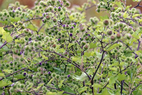 Burdocks (Arctium)