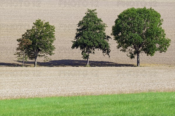 Deciduous trees at a grain field ready for harvest