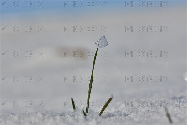 Ice crystals on old plants